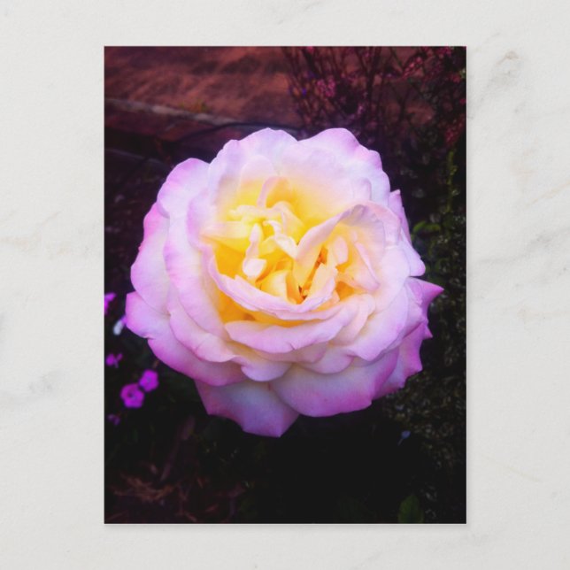 "Fred" Ro Vykort (Framsida)