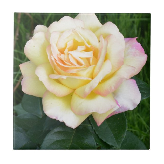 Fred steg kakelplatta (Framsidan)