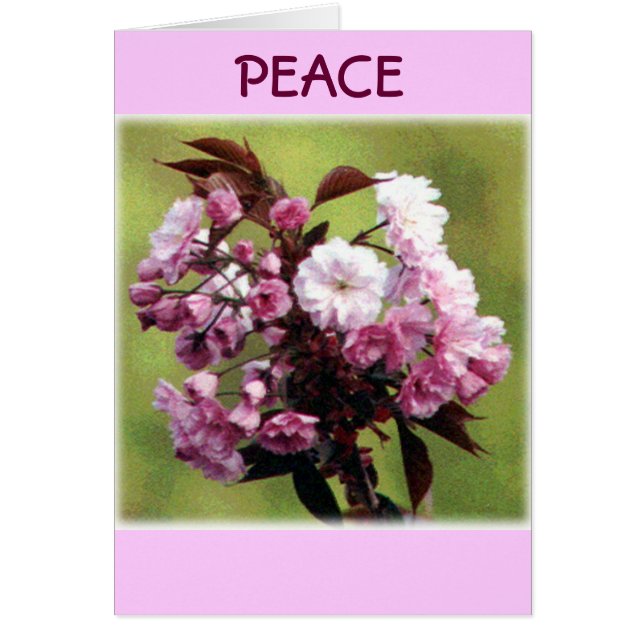 Fredblommor Hälsningskort (Framsidan)