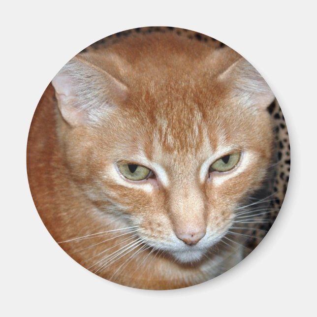 Freddie Magenet Magnet (Framsidan)