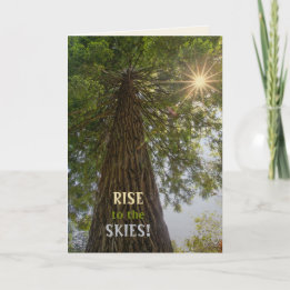 Fredfull skog med gyllene ljus naturfoto kort