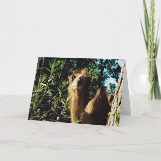 Fredlig Baba Kort (Framsida)