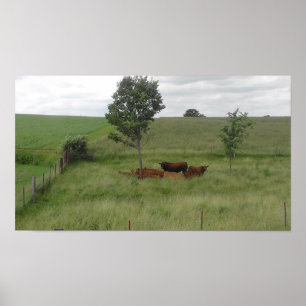Fredlig dag i Wisconsin Cow Photography Poster