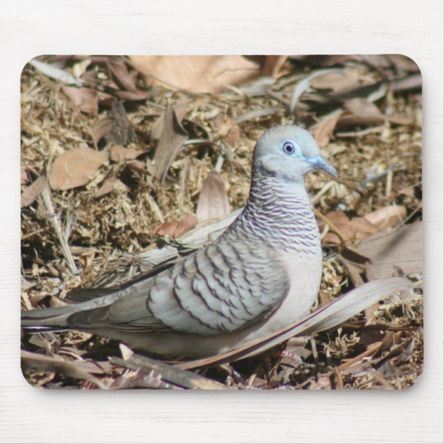 Fredlig Dove - Geopelia placida Musmatta (Framsidan)
