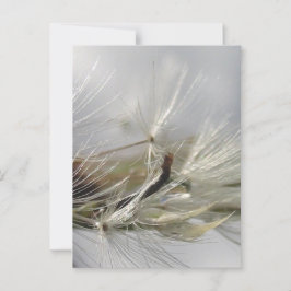 Fredlig, Elegant, Shimmering Dandelion Poof Vykort