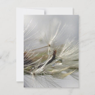 Fredlig, Elegant, Shimmering Dandelion Poof Vykort