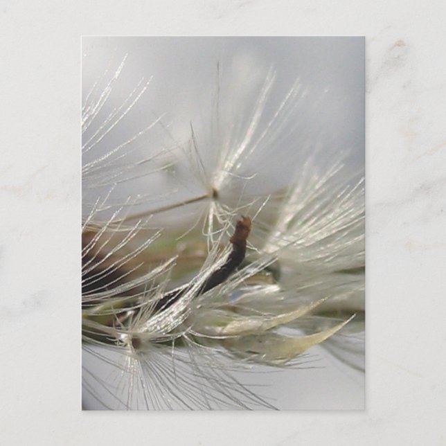 Fredlig, Elegant, Shimmering Dandelion Poof Vykort (Framsida)