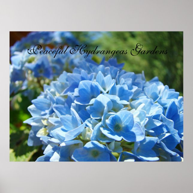 Fredlig Hydrangea Gardens konsttryck Blå Grönt Poster (Framsidan)