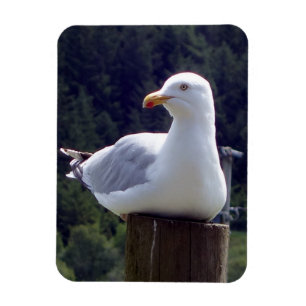 Fredlig mås på stolpe Natur Vilda djur Konst Magnet