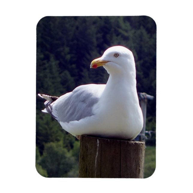 Fredlig mås på stolpe Natur Vilda djur Konst Magnet (Vertikal)