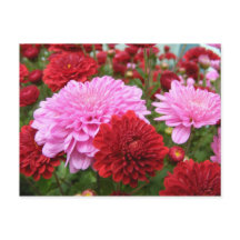 Fredlig morgon Glory