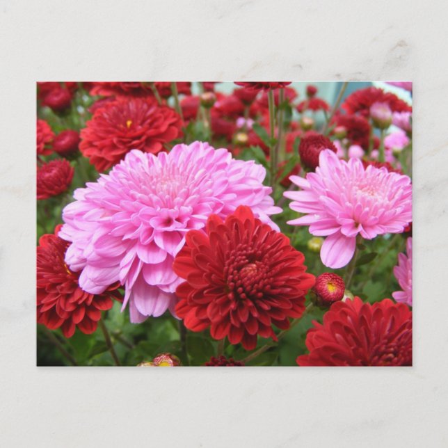 Fredlig morgon Glory Vykort (Framsida)