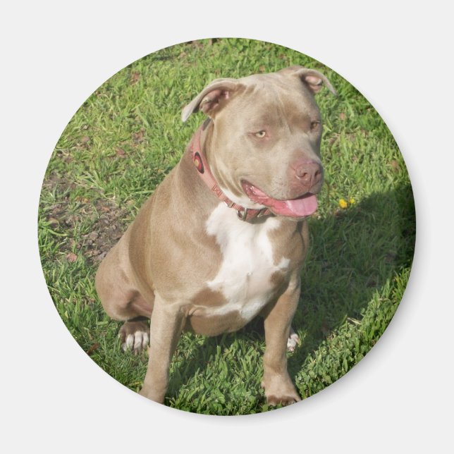 Fredlig Pitbull Magnet (Framsidan)