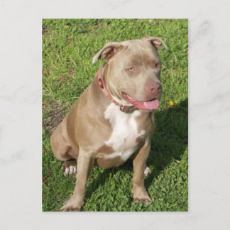 Fredlig Pitbull Vykort