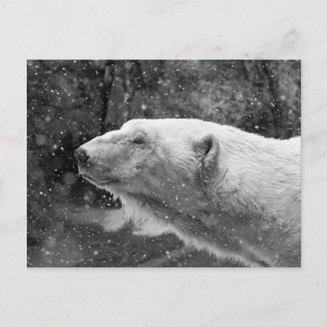 Fredlig Polar Bear Vykort (Framsida)
