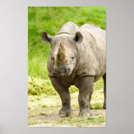 Fredlig Rhino Poster