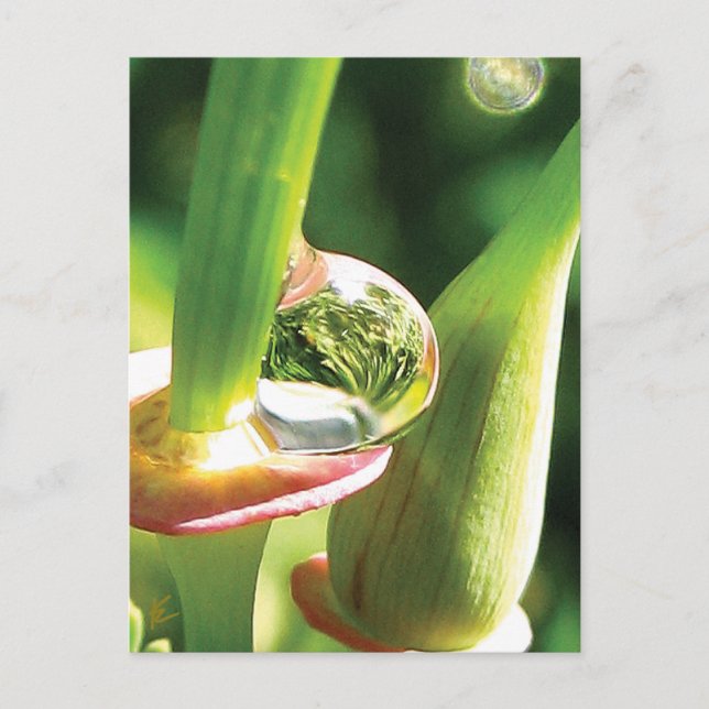 Fredlig röd och Grönt blomma med nyans Vykort (Framsida)