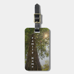 Fredlig skog med gyllene ljus Foto Bagagebricka