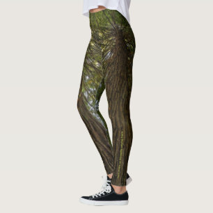 Fredlig Skog Med Gyllene Ljus Foto Legging
