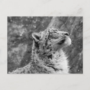 Fredlig Snö Leopard Vykort