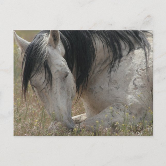 Fredlig Vykort (Framsida)