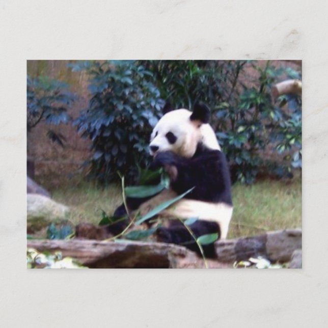 Fredlig Vykort (Framsida)