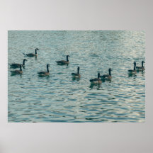 Fredliga ankor på vattenfotograferingsaffisch