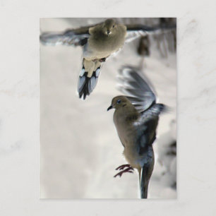 Fredliga sorgduvor vid medelflygning vykort
