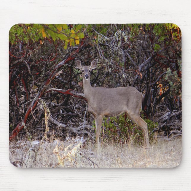 Fredligt... Musmatta (Framsidan)