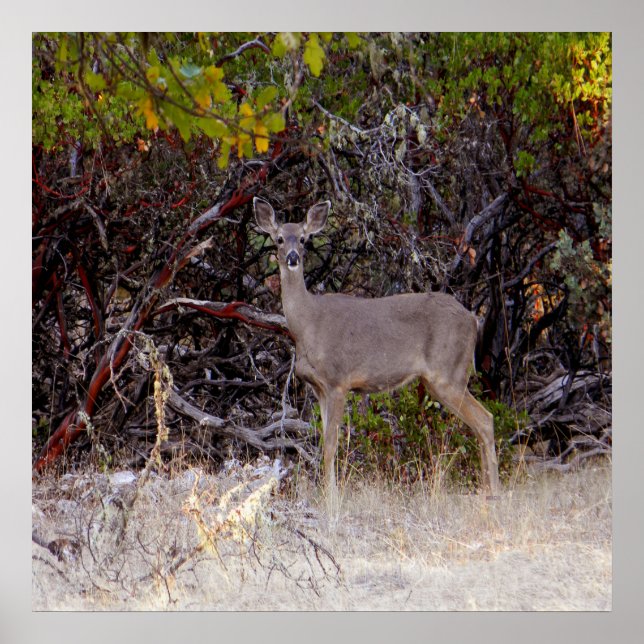 Fredligt.. Poster (Framsidan)