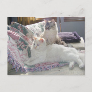 Fredligt vykort för kattunge
