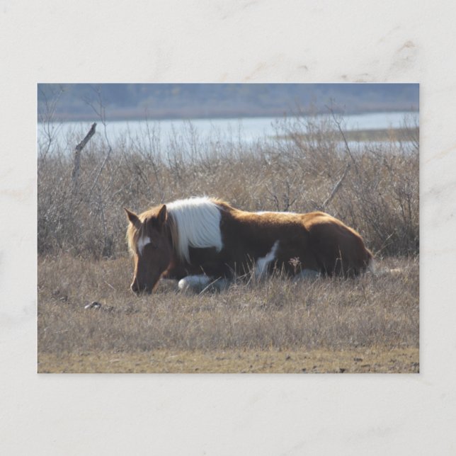 Fredligt vykort för ponnyer. (Framsida)