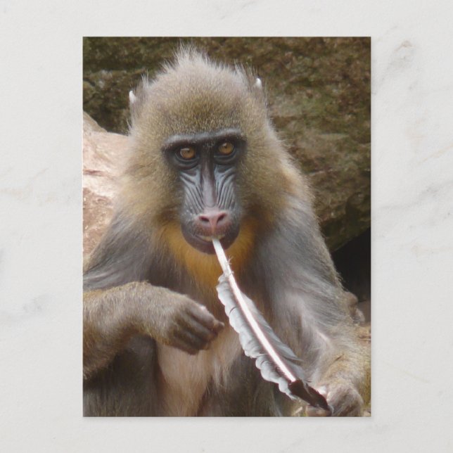 Fredspipa Vykort (Framsida)