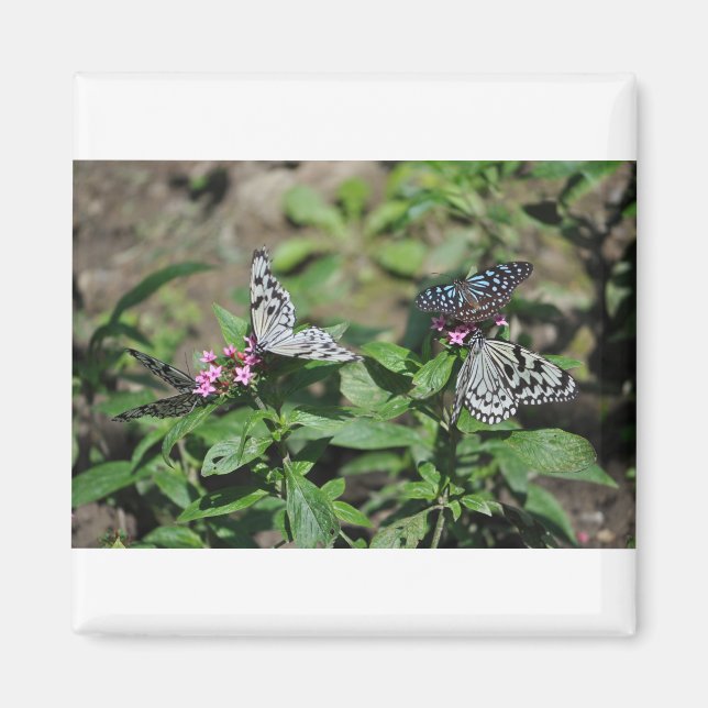 Free Family Tree Nymph, Blue Tiger Butterflies Magnet (Framsidan)