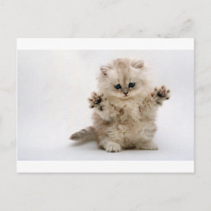 Free Hugs Kitten Vykort