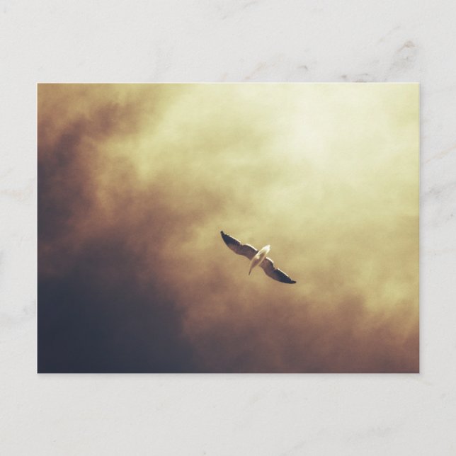 "Free Spirit" South African Wildlife Postcard Vykort (Framsida)