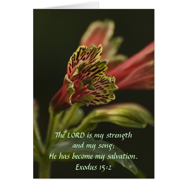 Freesia Blommars Hälsningskort (Framsidan)