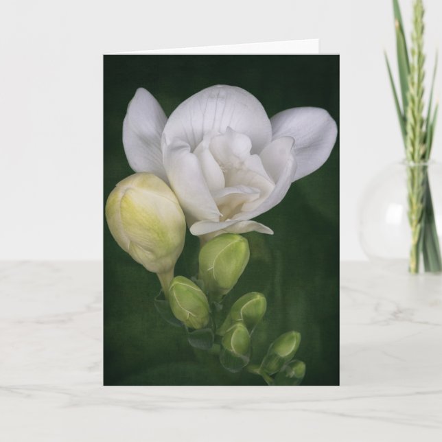 Freesia-blomsterkort Kort (Framsida)