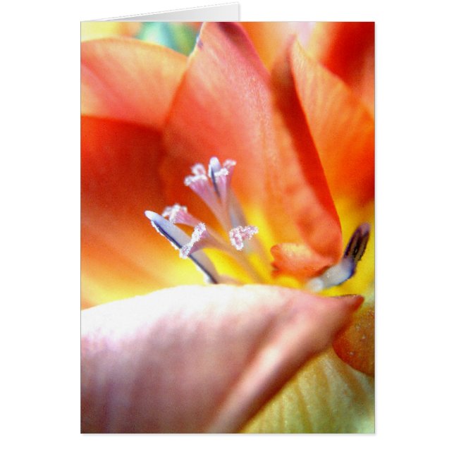 Freesia | hälsningskort (Framsidan)