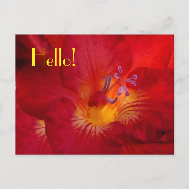 Freesia Hej! vykort (Framsida)