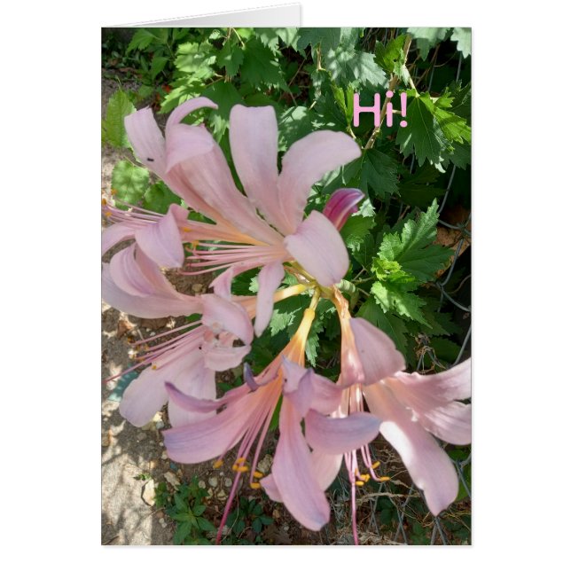 Freesia in natural world setting. Pinkish-lavender Hälsningskort (Framsidan)