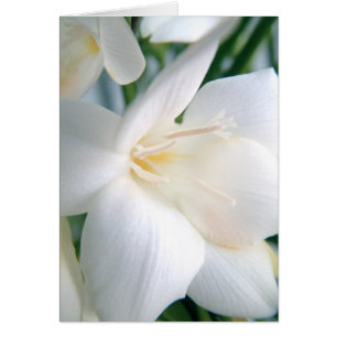 Freesia Vit Hälsningskort