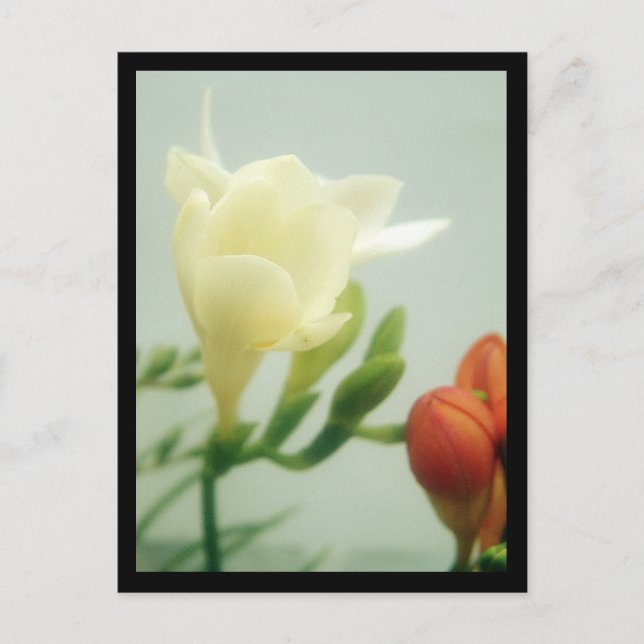 Freesias | vykort (Framsida)