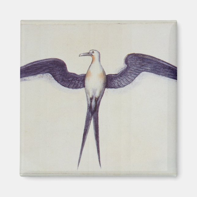 Fregate Bird Magnet (Framsidan)