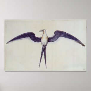 Fregate Bird Poster