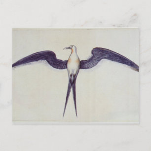 Fregate Bird Vykort