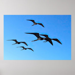 Fregatfåglar Flock Poster