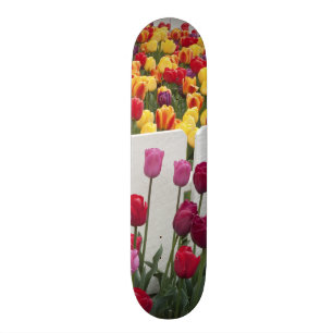 Fremont Solstice Parad Skateboard Bräda 21,5 Cm