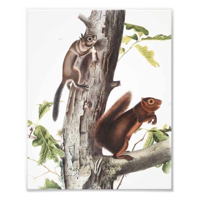 Fremonts ekorre och Sooty Squirrel Illustration Fototryck (Framsidan)