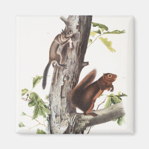 Fremonts ekorre och Sooty Squirrel Illustration Magnet